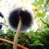 Fungi on the forest floor