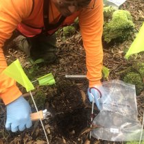 Field technician sampling soil microbes at the PUUM field site