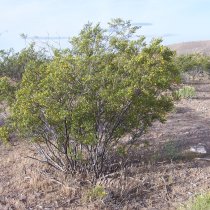 Creosote Bush