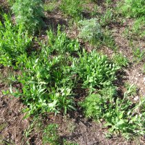 Plants at the WOOD field site