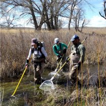 Technicians electrofishing