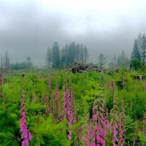 Plant diversity sampling at ABBY