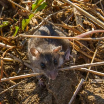 Field mouse in grass