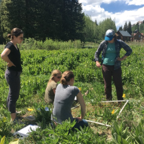 Field ecologists from the Rocky Mountain Biological Station collecting data