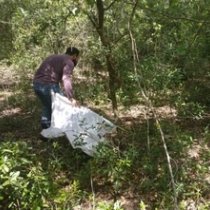 Field technician conducting a tick drag amongst trees