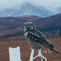 Owl at a field site in Domain 19, Taiga