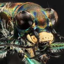 White Tiger Beetle, Cicindelahae morrhagica