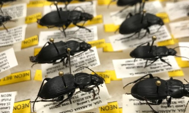 Beetle samples