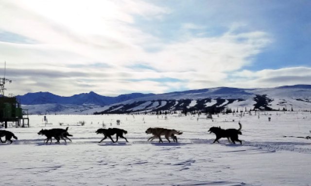 sled dogs