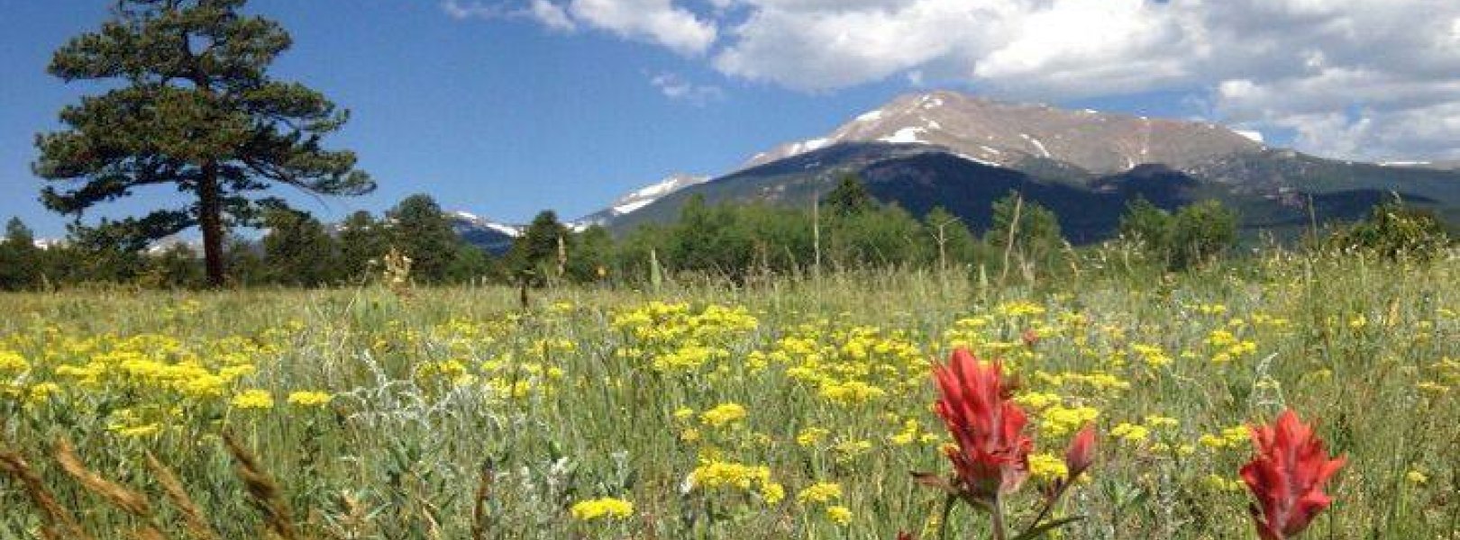 Wildflowers in a field at the Rocky Mountain National Park site