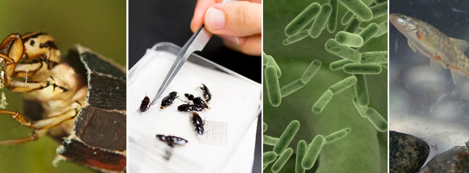 DNA sequences data collection