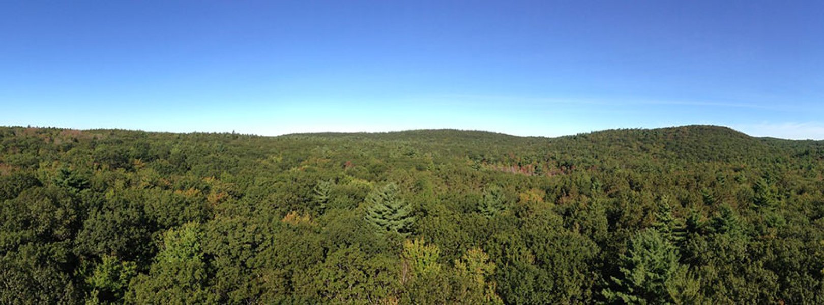 Canopy at HARV