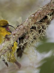 Male akiapolaau bird at PUUM