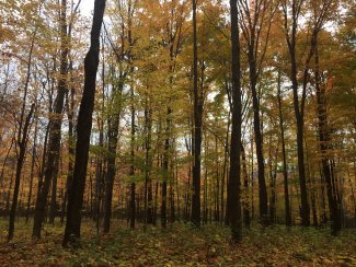 Forest at TREE in fall