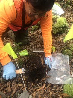 Field technician sampling soil microbes at the PUUM field site