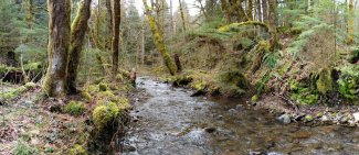  Martha Creek (MART) aquatic site in Washington