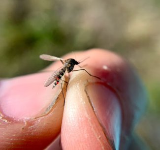 Hand holding a mosquito