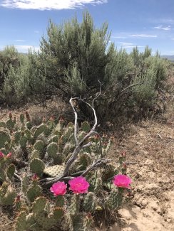 Cactus at ONAQ