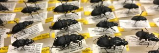 Beetle samples