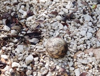 Caribbean hermit crab at GUAN