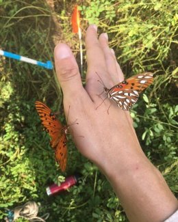 Gulf fritillaries