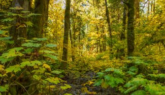 Martha Creek in the Fall