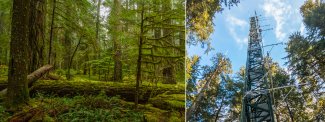 Old growth forest and the flux tower at Wind River (WREF) in WA, Domain 16