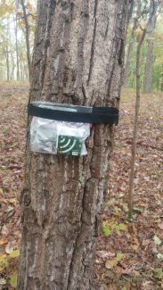 AudioMoth recorder in a Ziploc bag