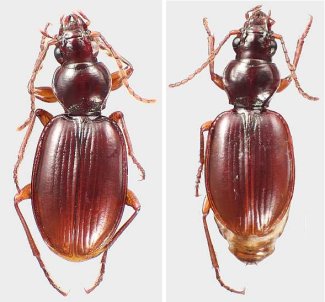 Left: male M. neonomas. Right: female M. neonomas.