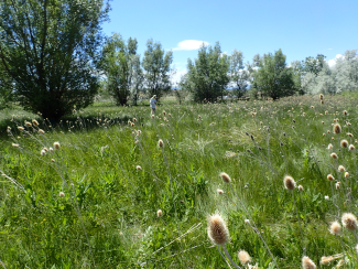 Data collection/vegetation monitoring at the site.