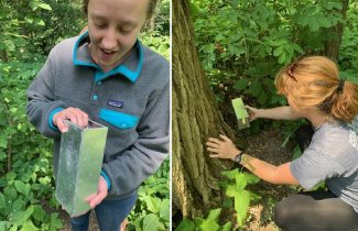 Students setting up traps in the field