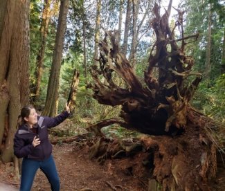 Marshall with downed tree