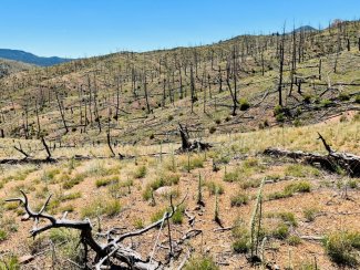 Hayman Fire (2002) downed trees