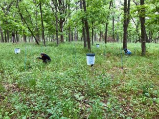 Lienau surveying insects