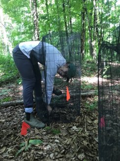 Lienau at Yale Myers Forest field site