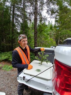 Field technician measuring a baby conifer tree