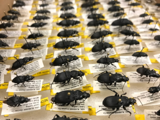 Archive of tagged and identified beetles