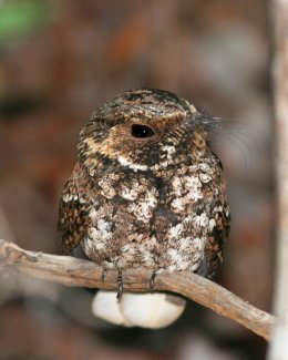 Antrostomus Nyctotherus Puerto Rican nightjar