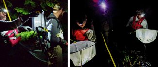 Electrofishing at night at Crampton Lake in Wisconsin.