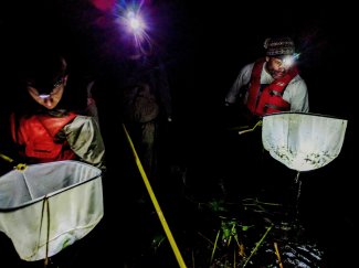 Technicians Electrofishing