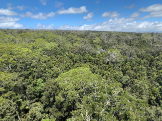 View of the canopy from the PUUM tower