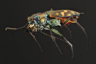 Photo of Yellowstone white tiger beetle