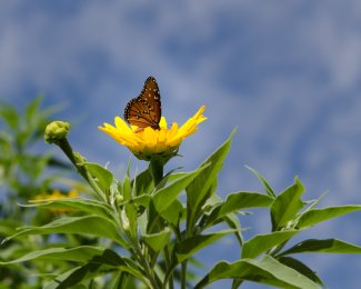 Butterfly on sunflower