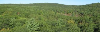 Harvard Forest landscape 